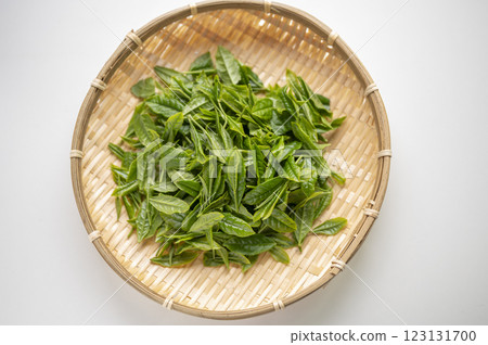 New tea of Yabukita tea, which is synonymous with Japanese tea 123131700