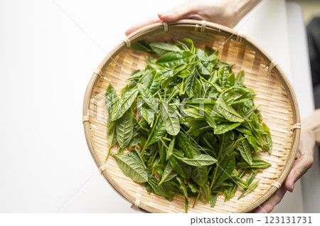 日本茶的代名詞藪北茶 日本茶的代名詞藪北茶 123131731