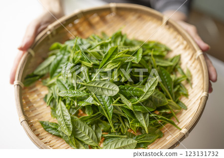 日本茶的代名詞藪北茶 日本茶的代名詞藪北茶 123131732