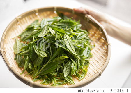 Yabukita tea, which is synonymous with Japanese tea 123131733