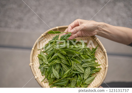 日本茶的代名詞藪北茶 123131737