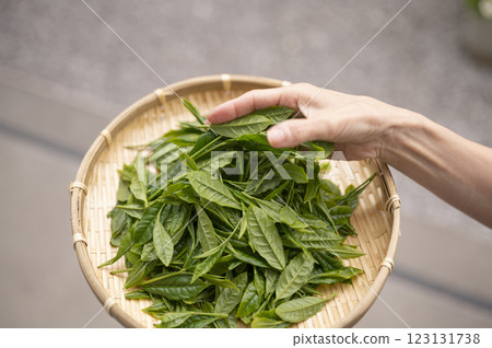 Yabukita tea, which is synonymous with Japanese tea Yabukita tea, which is synonymous with Japanese tea 123131738