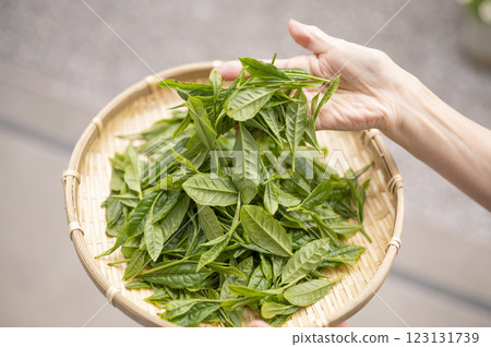 日本茶的代名詞藪北茶 123131739
