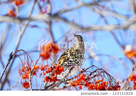 Brown Thrush eating Rowan berries 123131829