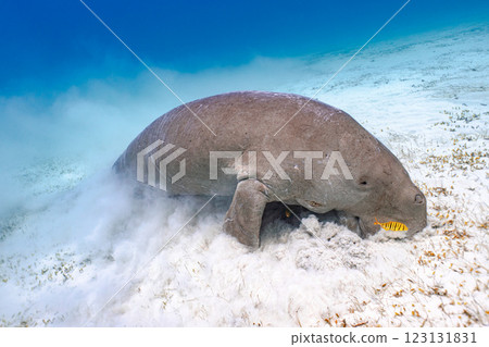 Dugong Dugong 123131831