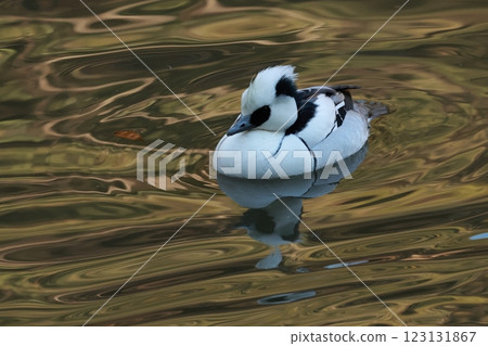 The cute black and white panda duck, the common smack, migrates to lakes and ponds in winter. The cute black and white panda duck, the common smack, migrates to lakes and ponds in winter. 123131867
