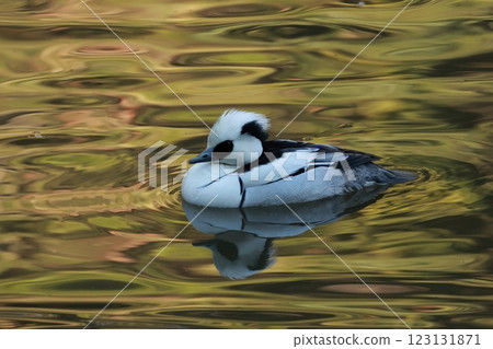 The cute black and white panda duck, the common smack, migrates to lakes and ponds in winter. The cute black and white panda duck, the common smack, migrates to lakes and ponds in winter. 123131871