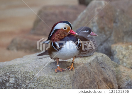 Male and female mandarin ducks nestling together 123131896