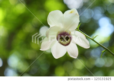 Rengeshouma, wildflower, white flowers, summer, blooming on the edge of the forest 123131925