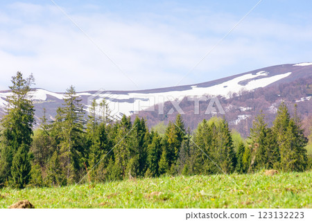 coniferous forest on the green hill. breathtaking view. sunny day. mountain landscape of borzhava ridge in spring. scenic alpine scenery under blue sky coniferous forest on the green hill. breathtaking view. sunny day. mountain landscape of borzhava ridge in spring. scenic alpine scenery under blue sky 123132223
