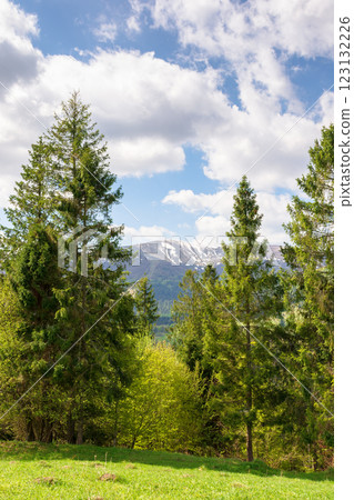 fir forest behind the green field. remote highland. sunny day. carpathian mountain landscape in spring. beautiful view of ukrainian alps beneath a sky with clouds 123132226