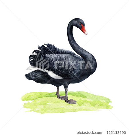 Black swan bird standing on grassy ground watercolor illustration. Hand drawn Cygnus atratus Australia native waterfowl avian. Elegant vintage style painted single black swan beautiful bird 123132390