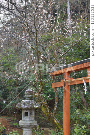 White plum blossoms at Awata Shrine White plum blossoms at Awata Shrine 123132532