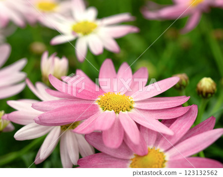 Pink marguerite 123132562