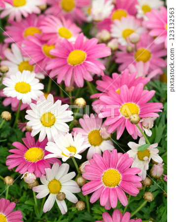 Pink marguerite 123132563