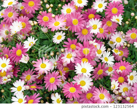 Pink marguerite 123132564