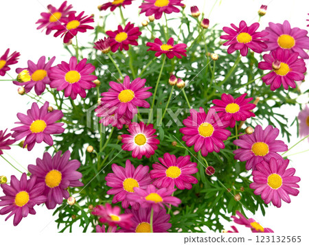 Pink marguerite 123132565