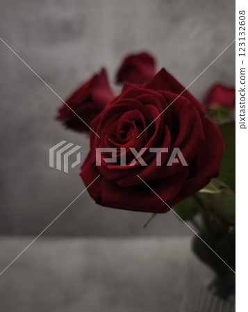 Bouquet of red roses blooming on a gray background in prague Valentines day holidays 123132608