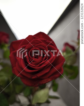 Blooming red rose, a symbol of love and passion in prague Valentines day holidays Blooming red rose, a symbol of love and passion in prague Valentines day holidays 123132624