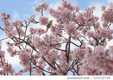 Breathe in cherry blossoms in full bloom 123132726