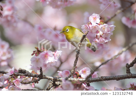 Breathe in cherry blossoms in full bloom 123132748