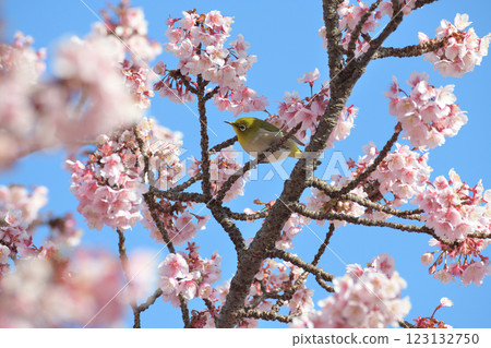 Breathe in cherry blossoms in full bloom 123132750