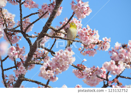 Breathe in cherry blossoms in full bloom 123132752