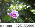 Pink roses blooming in a garden in Okinawa 123133000