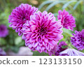 Beautiful pink dahlia flower blooming in the garden 123133150
