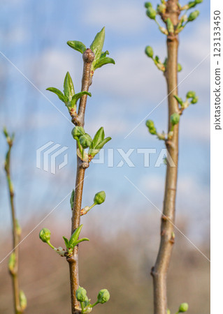 New buds of a plum tree with green sepals in the spring orchard. New buds of a plum tree with green sepals in the spring orchard. 123133450