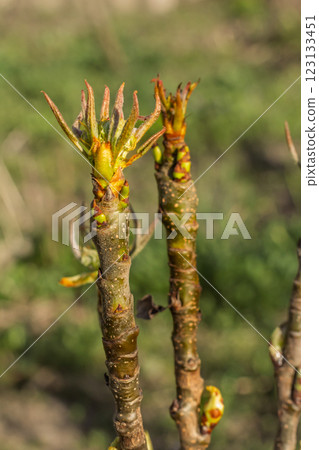 New buds of a pear tree with green sepals in the spring orchard. New buds of a pear tree with green sepals in the spring orchard. 123133451