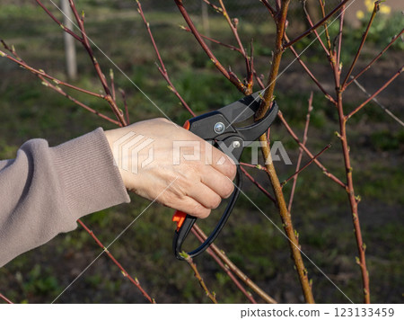 Female farmer with a pruner shearing the tips of the peach tree 123133459