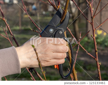 Female farmer with a pruner shearing the tips of the peach tree Female farmer with a pruner shearing the tips of the peach tree 123133461