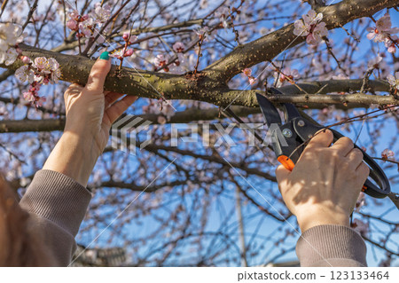 Female gardener with pruner shears the apricot tree. Female gardener with pruner shears the apricot tree. 123133464