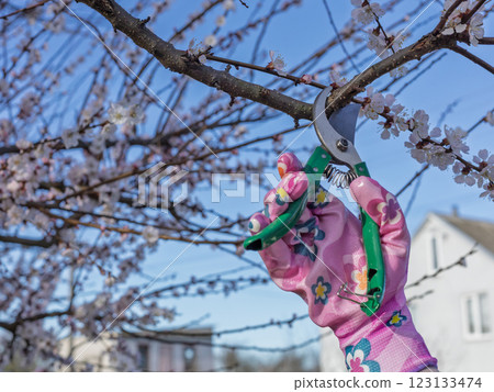 Female gardener with pruner shears the apricot tree. Female gardener with pruner shears the apricot tree. 123133474