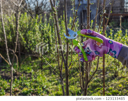 Female gardener with a pruner shears the peach tree. Female gardener with a pruner shears the peach tree. 123133485