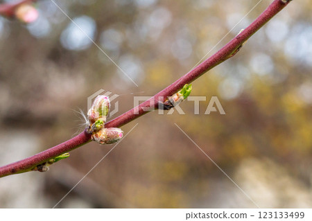 Branch of the nectarine tree in the period of spring flowering. Branch of the nectarine tree in the period of spring flowering. 123133499