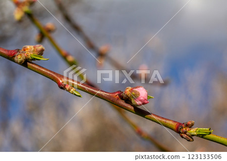 Branch of the nectarine tree in the period of spring flowering. 123133506