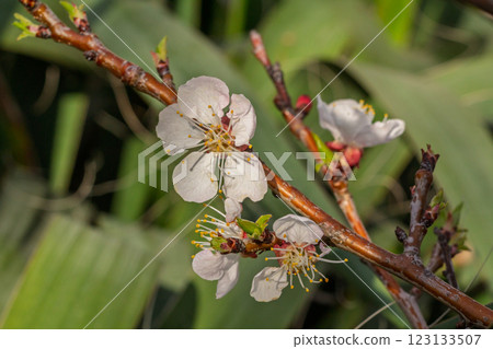 Branch of an apricot tree in the period of spring flowering. 123133507