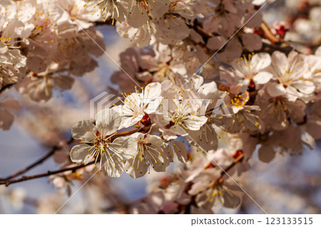 Branches of an apricot tree in the period of spring flowering. Branches of an apricot tree in the period of spring flowering. 123133515