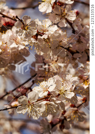 Branches of an apricot tree in the period of spring flowering. Branches of an apricot tree in the period of spring flowering. 123133516