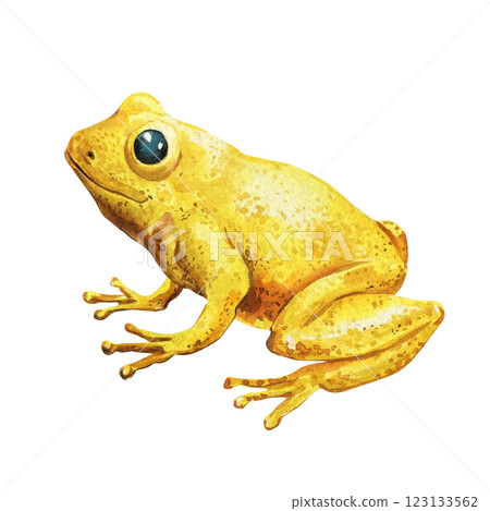 vibrant yellow tree frog watercolor painting isolated on white background tropical wildlife amphibian illustration, art vibrant yellow tree frog watercolor painting isolated on white background tropical wildlife amphibian illustration, art 123133562