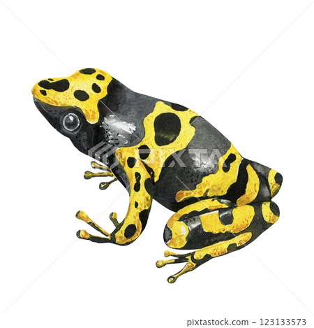 yellow and black poison dart frog watercolor illustration isolated on white background tropical wildlife amphibian art 123133573