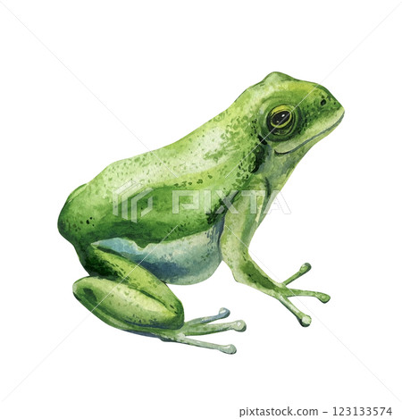 green tree frog watercolor illustration isolated on white background tropical rainforest amphibian art, wildlife animal 123133574