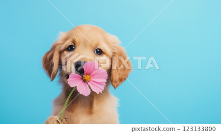 Sweet puppy holds pink flower in mouth against bright blue 123133800