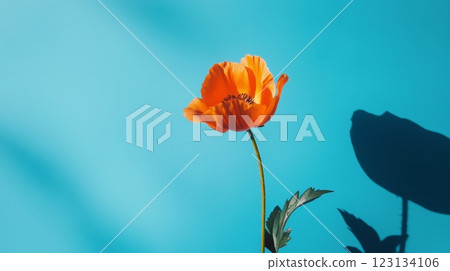 A single orange flower contrasts against a vibrant blue backdrop A single orange flower contrasts against a vibrant blue backdrop 123134106