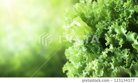 Fresh green vegetable background with copy space 123134377