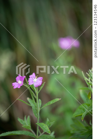 【新潟縣_佐渡_大紅花】7月在海岸邊盛開的瀕危物種Ⅱ 123134546