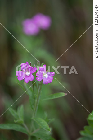 [Niigata Prefecture_Sado_Big Red Flower] Endangered species II blooming on the coastline in July 123134547