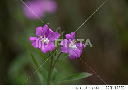 【新潟縣_佐渡_大紅花】7月在海岸邊盛開的瀕危物種Ⅱ 【新潟縣_佐渡_大紅花】7月在海岸邊盛開的瀕危物種Ⅱ 123134551